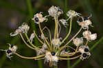 Little River Canyon onion